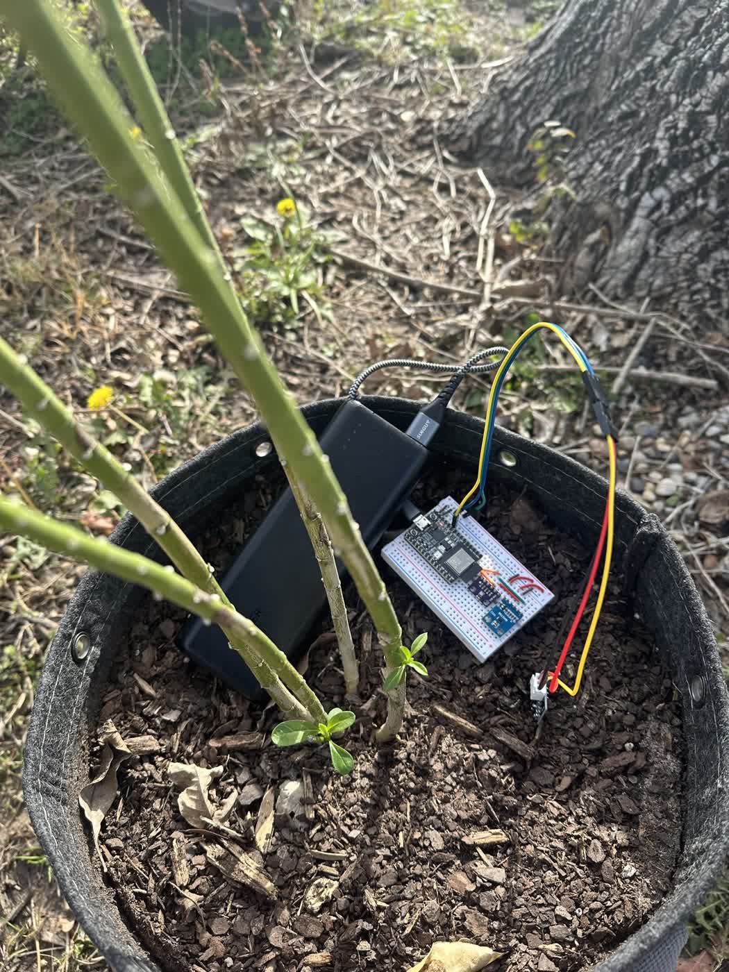 The sensor node on an outdoor milkweed plant. A portable USB battery supplies
the
power.