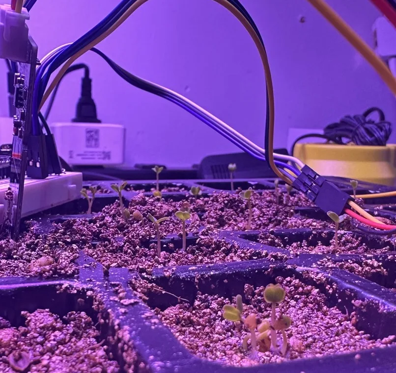 Arugula seedlings in several cells of the tray under magenta grow light.
Sensor leads run between the
cells.