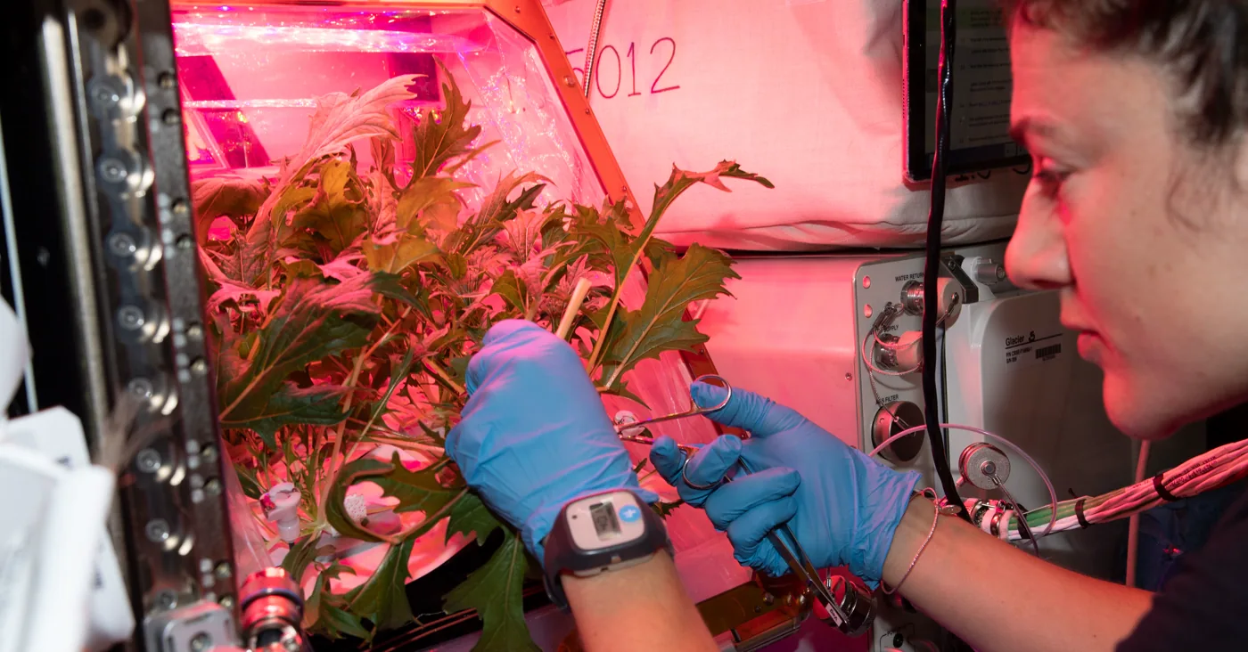NASA astronaut Jessica Meir, in blue gloves, reaches into the Veggie facility with scissors to cut mizuna mustard leaves, the chamber lit magenta by its grow lights
