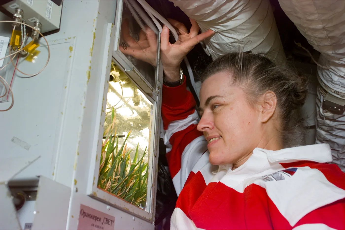 NASA astronaut Shannon Lucid floating alongside a small cabinet-mounted greenhouse aboard Mir, looking through its window at wheat growing inside