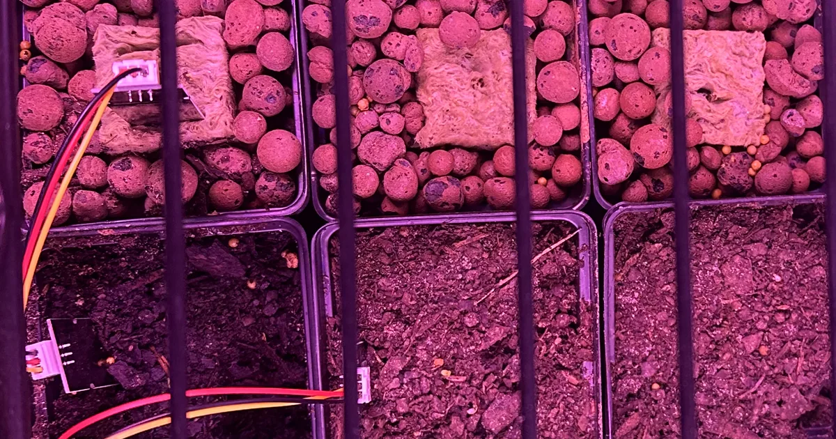 Top-down view of the two pilot arms meeting: three pots of expanded clay with rockwool cubes above, three pots of soil below, sensor wiring at left